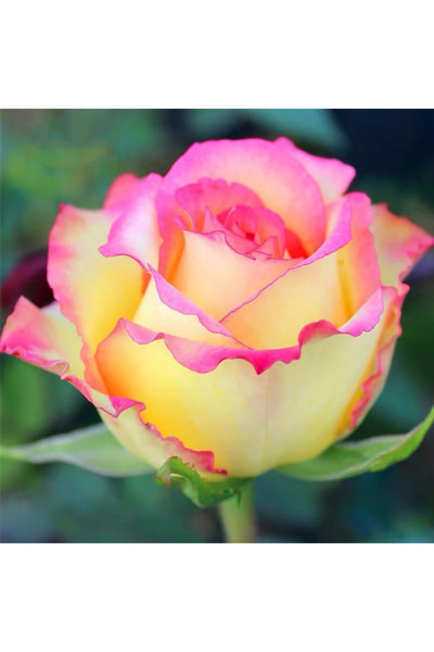 Bloom & Sow Seed Fresh Bi‑Color Rose Cut Flower, Cream‑Yellow Petals With Hot...