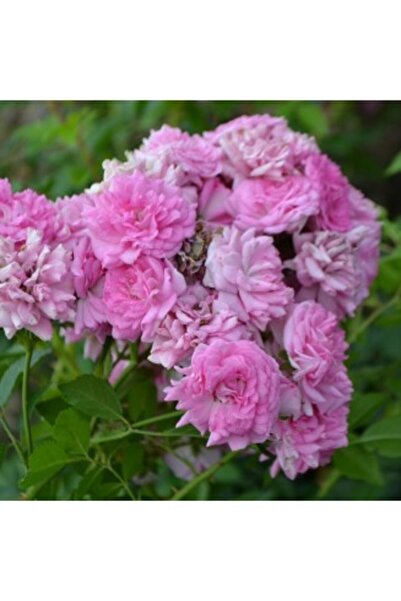 OEM Plantă Trandafir Rosa Super Dorothy Heldoro, ghiveci de 12cm