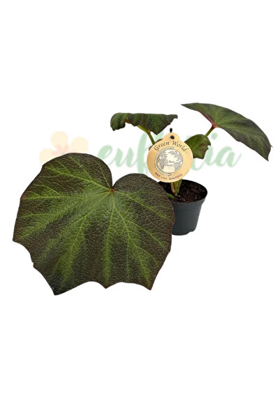 Eufloria Begonia 'Brown Forest' Ø12cm