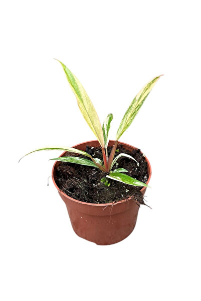 Eufloria Filodendron 'Caramel Marble' Ø8cm