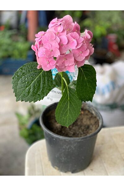 Hydrangea Sapling Light Pink 10-20 cm