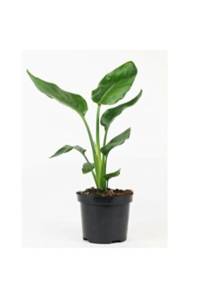 Berceste Peyzaj tasarım Starliçe-cennet Kuşu-strelitzia Nicolai 60cm