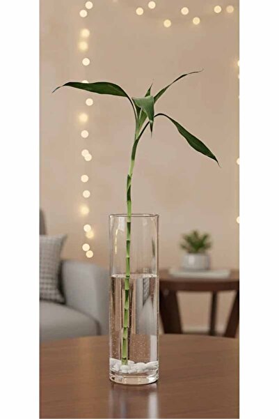 co arma Bamboo Stem Indoor Hydroponic Plant Easy to Care Natural Bamboo Plant 2 Pieces