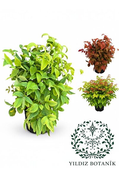 YILDIZ BOTANİK Bodur Renk Değiştiren Cennet Bambusu Nandina Fire Power 35-40 ...