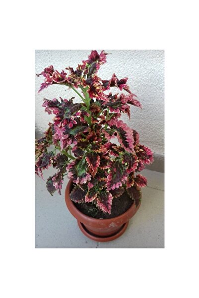 Genel Markalar Fırfırlı Yaprak Güzeli Fidanı Karışık Renk 10-20 cm