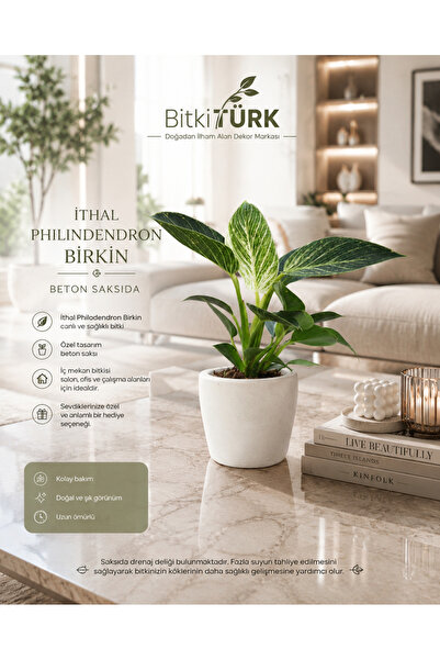 BitkiTÜRK Girdap Beton Saksıda İthal Philodendron Birkin Slaon bitkisi