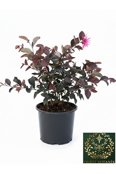 Pembe Rüya Çiçeği Loropetalum Ruby Bitkisi 30-40 CM
