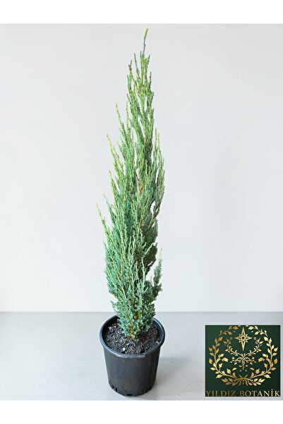 YILDIZ BOTANİK Mavi Kalem Ardıç Fidanı Blue Arrow Juniper Bitkisi 60-80 CM
