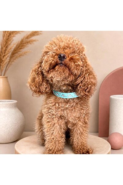 Generic Mavi Gemi Desenli Ayarlanabilir Köpek Boyun ve Gezdirme Tasması TAKIM...