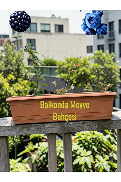 Balkonda Meyve Bahçesi Seti - 2x Yaban Mersin + Böğürtlen Fidanı ,70cm 16L Balkon Saksısı