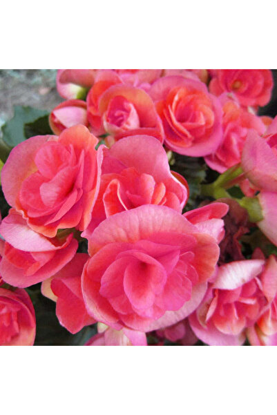 Miracle Garden Bulb Begonia Nonstop Mocca Pink