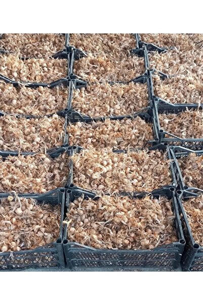 SALEPBAHCESİ Safran Yumrusu 10.000 Adet