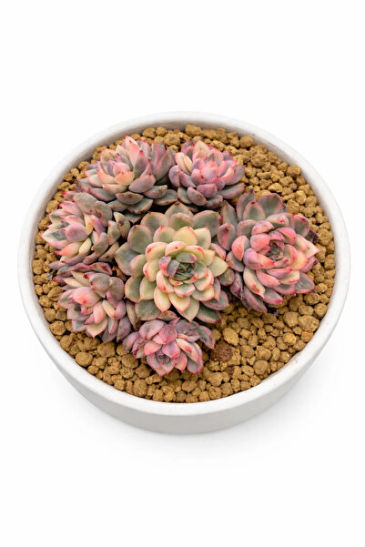 haan garden Echeveria Mebina Variegated