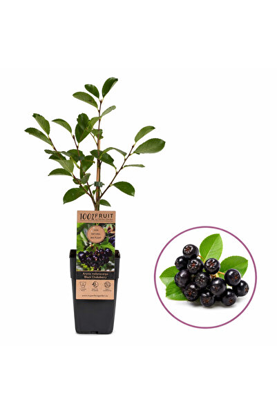 Serafina Aronia, H 30 cm