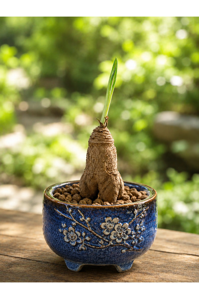 ATLANTE CACTUS Euphorbia Fishbone