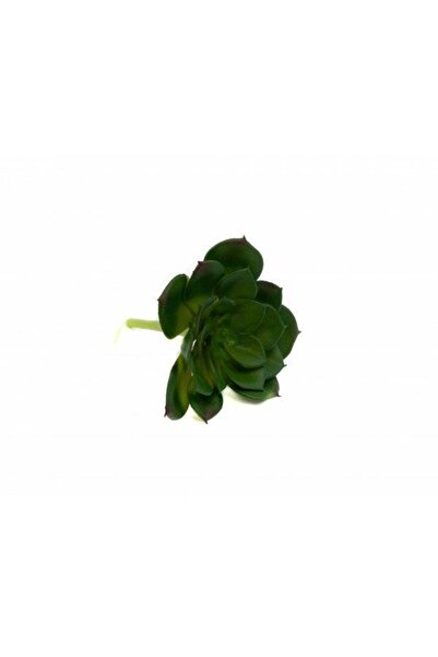 OEM Plante Suculente Frunza Lata (Set 3 buc)