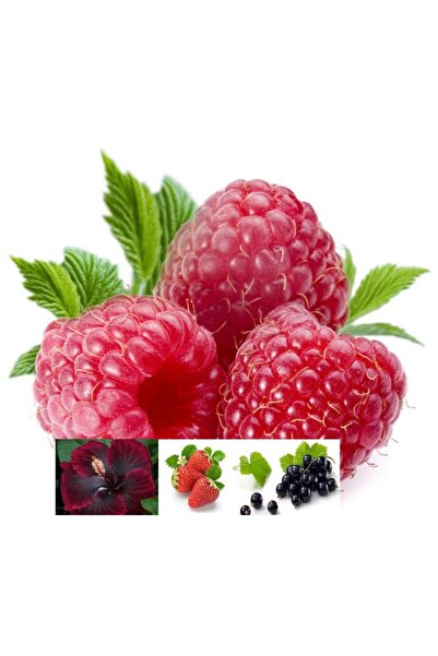 Livada cu Ceai Fruit Tea La Zmeuris