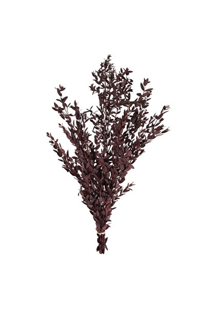 Roberto Rossi Preserved Eucalyptus parvifolia twig H60-70 cm burgundy