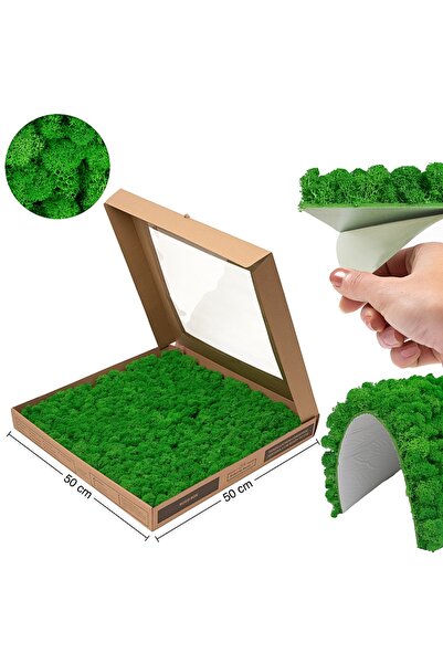 Roberto Rossi Licheni stabilizati gata lipiti panou 50x50x5,5 cm verde intens...