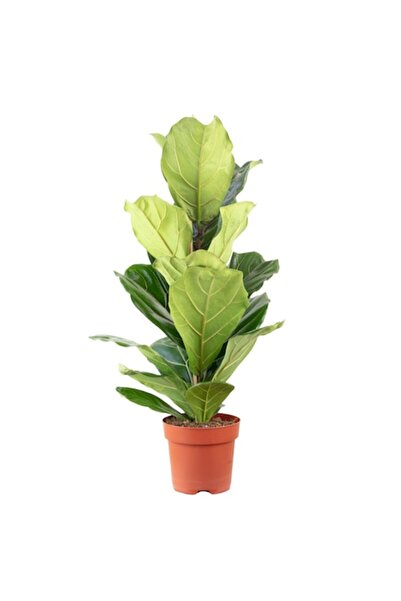 OEM Plantă Ficus Lyrata, 100 cm, Ghiveci Ø 21 cm, Verde