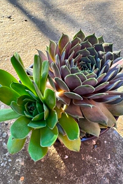 OEM Sempervivum Mix, planta naturala