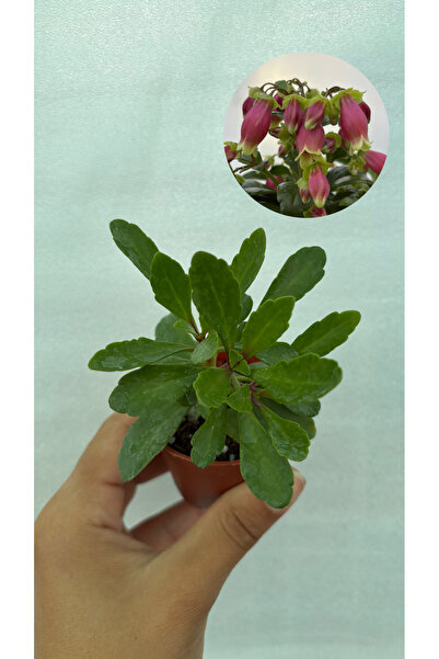nazlı çiçekçilik Kalanchoe Dream Bells Fide 5,5’luk Saksıda