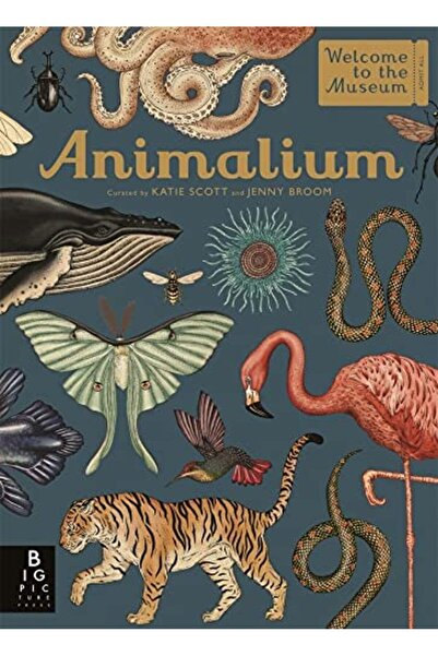 Templar Publishing Animalium Welcome To The Museum)