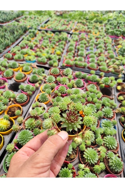 bitkidünyam Sempervivum Rozet Sukulent Canlı Çiçek Ev Ofis Masaüstü Küçük Boy...