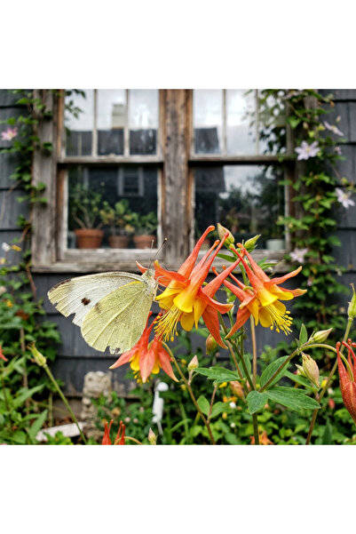 121 Orange Columbine Flower Seeds for Planting - Heirloom Orange100 Columbine...