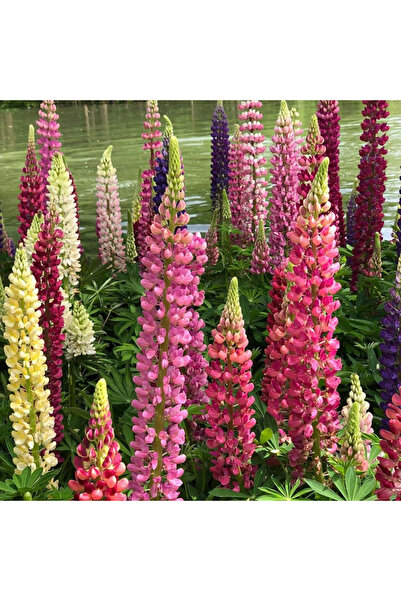 121 Multi-Colored Lupinus Flower Seeds 100 Seeds, Long-Lasting and Tall Urban...