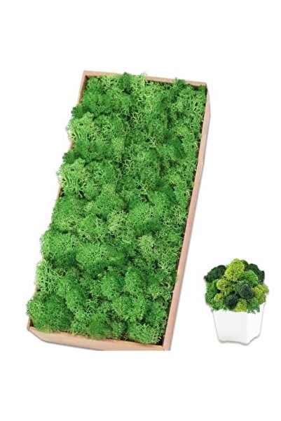 Yallabena Preserved Reindeer Moss Natural Green Stabilized Moss for Wall Deco...