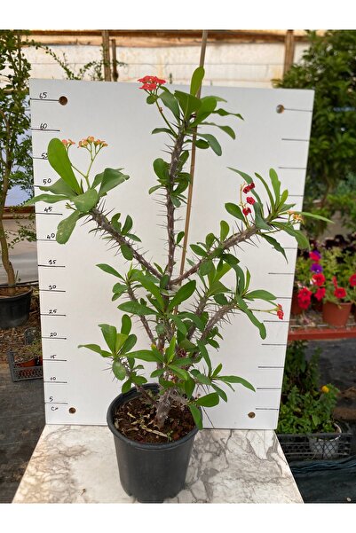 Genel Markalar Dikenler tacı euphorbia millii büyük boy