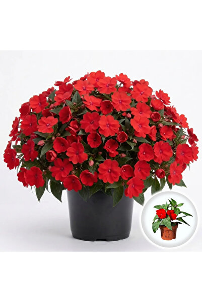 Serafina Φυτό Impatiens Tamarinda μείγμα, Ύψος 25 εκ.