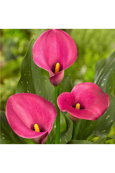 123 Calla Lily Flower Seeds - 100 Pcs, Light Pink Flowers for Summer Garden
