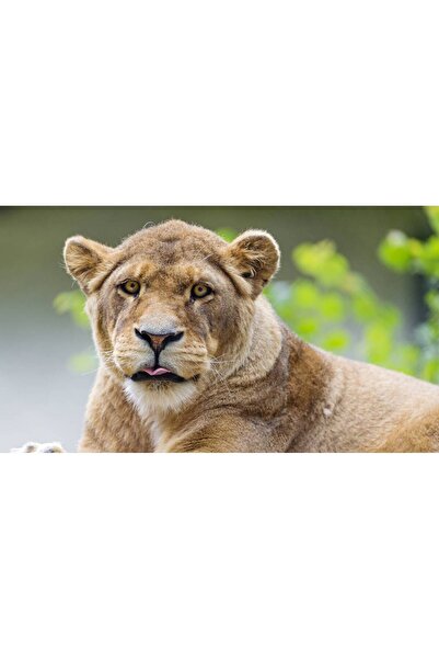 Persona Tablou canvas 100 x 70 cm, Animale model 377