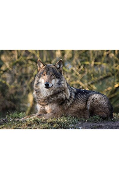 Persona Tablou canvas 100 x 70 cm, Animale model 364
