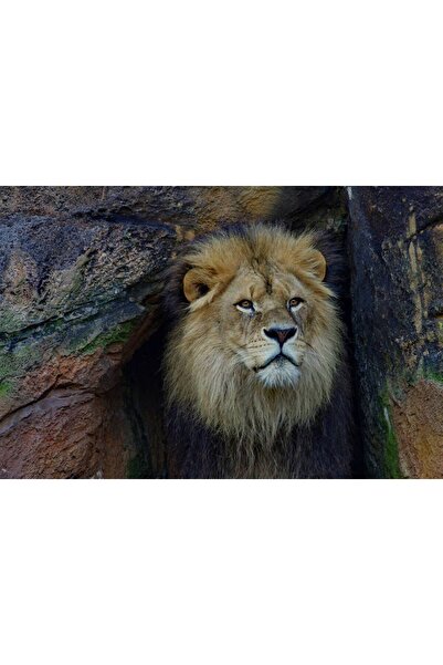 Persona Tablou canvas 100 x 70 cm, Animale model 136