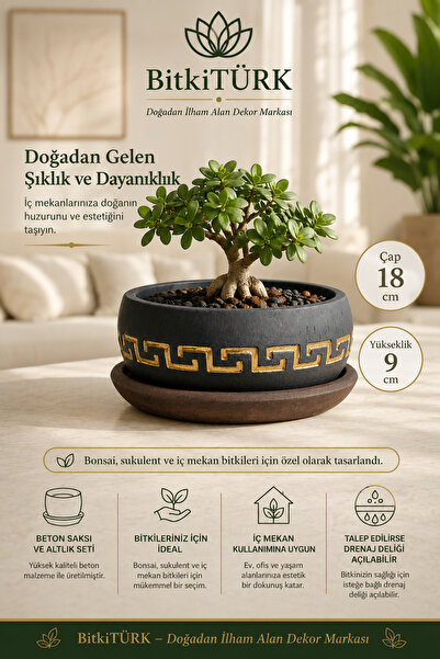 BitkiTÜRK Bonsai, Sukulent Aranjmanı ve İç Mekan Bitkileri İçin Dekoratif Bet...
