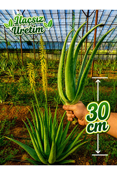 Alovia 30 cm alovera Fidanı Aloe Vera Canlı Anaç Odunsu Köklü Aloe Barbadensi...