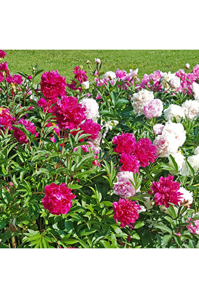 Bloom & Sow Seed بذور الفاوانيا متعددة الألوان (100 حبة) - أصناف ذات زهور مزد...