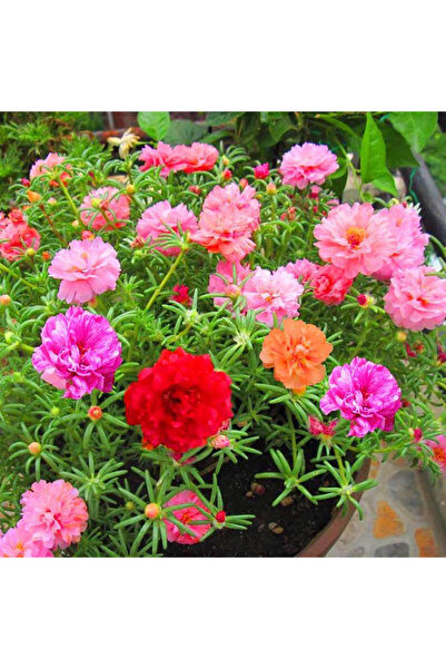 Bloom & Sow Seed بذور بورتولاكا متعددة الألوان - زهور زينة تحب الشمس، مناسبة ...