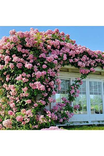 Bloom & Sow Seed Light Pink Cl multiflora Rose Vine Seeds, Cottage House Faca...