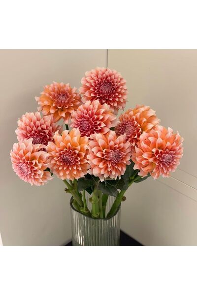 Bloom & Sow Seed زهرة الداليا على شكل كرة باللون الوردي الخوخي، تدوم طويلاً ف...
