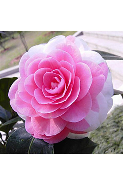 Bloom & Sow Seed Two-tone Double Camellia Japonica Seeds, Courtyard Potted Wi...