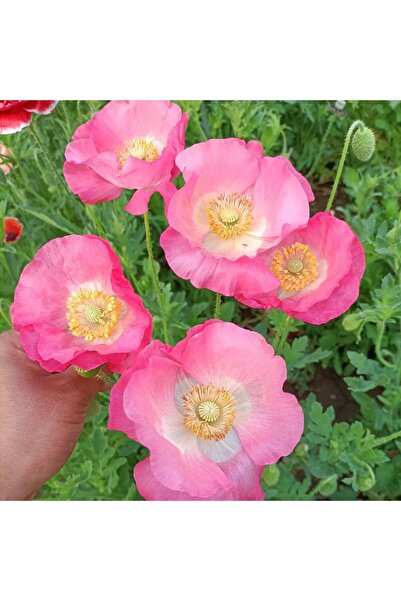 Bloom & Sow Seed بذور الخشخاش الأيسلندي الناعمة ذات اللون الوردي الأبيض، بذور...