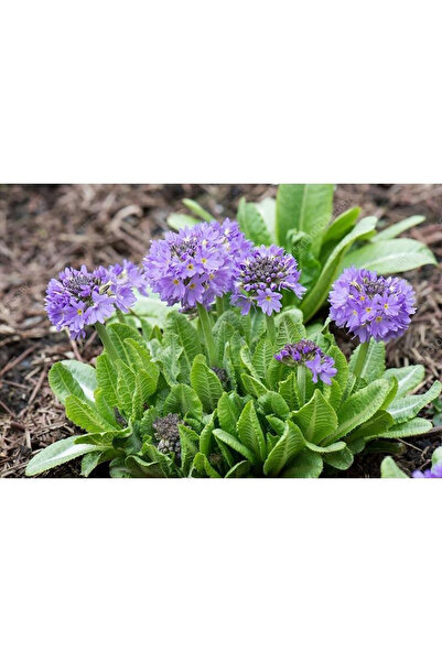 Bloom & Sow Seed Hardy Purple Drumstick Primula Seeds, Globe‑Shaped Blooms fo...