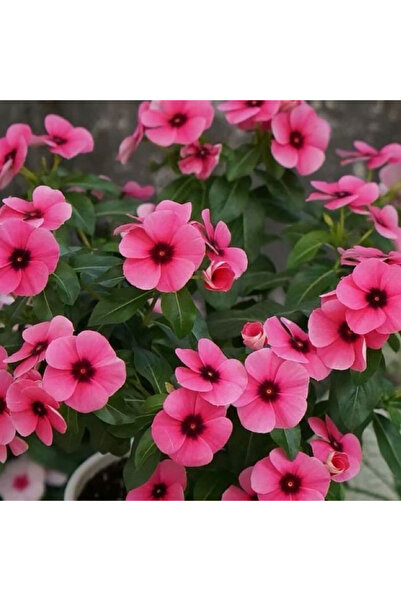 Bloom & Sow Seed Pink Periwinkle Seeds With Dark Center, Long Blooming, for B...
