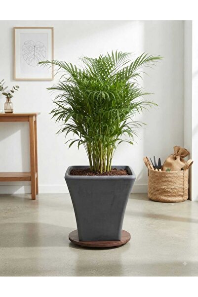 poliva home Begonvil 38 Cm Kare 28 Litre Plastik Saksı Drenaj Izgaralı Çiçek ...