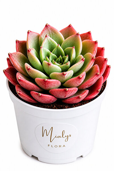 Mialys İthal Sukulent Echeveria ‘Bella’ Renkli Koleksiyonluk Canlı Bitki - 8 ...