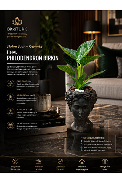 BitkiTÜRK Helen Beton Saksıda İthal Philodendron Birkin (40+cm)|BitkiTÜRK Öze...